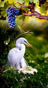 Colorful Bird With Big Feathers Pin By Keli Davis On Birds Animals Beautiful Pet Birds Animals