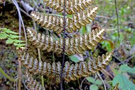 Image result for Aleuritopteris