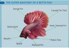 Betta Fish Tulungagung Community Home Facebook