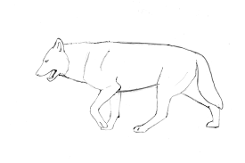 Striding Wolf By Elruu How To Draw Wolves Wolf Anatomy Reference Sheet How To Draw Animals Drawing Realisti Animal Drawings Wolf Drawing Realistic Drawings