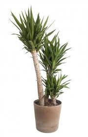 The terms partial (or part) sun and partial (or part) shade are often used interchangeably to mean four to six hours of sun exposure each day, preferably in the cooler. Tips Information About Yucca Gardening Know How