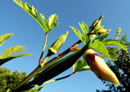 Image result for Farquharia elliptica