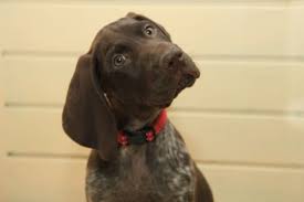 Check spelling or type a new query. Why Do German Shorthaired Pointers Whine So Much