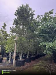 Image result for Swietenia