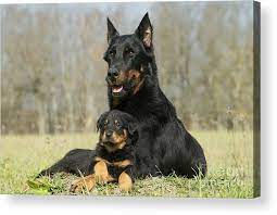 Listing over 1 beauceron puppies for sale in the areas of: Beauceron With Puppy Dog Acrylic Print By Jean Michel Labat