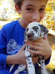 Rocky the lemon cat and Penny the liver cat together
