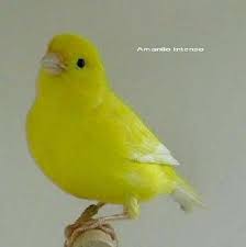 Pin En Razas De Canarios