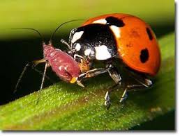 These natural home remedies and products can correct the problem and prevent all sorts of insect pests from. Controlling Garden Pests With Natural Remedies