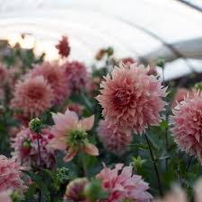 Longfield gardens offers dahlia bulbs in many different flower colors and styles. Dahlia Hamari Gold Flower Farm Flower Farms Dahlia