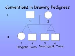 Human Pedigrees Drawing And Analysis Ppt Video Online