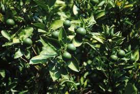 Grapefruit trees have short, flexible thorns found only on the twigs with marsh the most sought after variety grown in the u.s. What Kind Of Citrus Tree Has Thorns Persian Lime Tree Key Lime Tree Citrus Plant