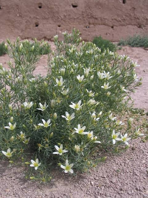 African Rue, Syrian Rue, Wild Ru, Peganum, Harmal Peganum, Harmal, Harmala - Weeds Australia