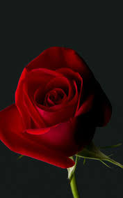 Find best flowers wallpaper and ideas by device, resolution, and quality (hd, 4k) if you own an iphone mobile phone, please check the how to change the wallpaper on iphone page. 4k Wallpaper Flower For Mobile 800x1280 Wallpaper Teahub Io