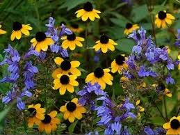 Rudbeckia Triloba Et Lobelies Sun Loving Plants Black Eyed Susan Charleston Gardens