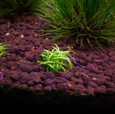 Image result for Eriocaulon schimperi