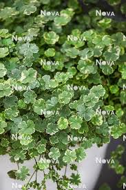 Image result for Hydrocotyle sibthorpioides