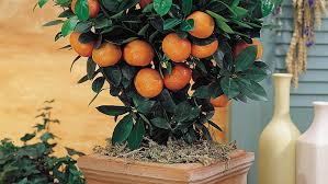 Planting fruit in a pot has its own techniques and, and perhaps this application can help. Merawat Tanaman Buah Dalam Pot Tanpa Repot Rumah Com