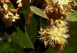 Image result for Ochna katangensis