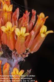 Image result for Kalanchoe brachyloba