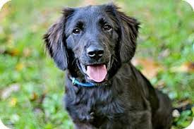 Maybe you would like to learn more about one of these? Portland Me Labrador Retriever Spaniel Unknown Type Mix Meet Puppy Chauncey A Puppy For Adoption Http Labrador Retriever Labrador Retriever Mix Puppies