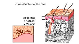 Learn about the skin's function and the skin is the largest organ of the body, with a total area of about 20 square feet. Diagram Of Mammalian Skin With Label Learn Wiring Diagram Effectively