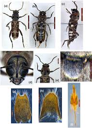 Image result for Xyris schliebenii