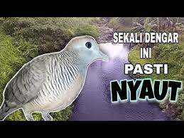 Suara burung flamboyan jantan dan betina gacor full isian di alam liar pikat anakan mp3. Suara Flamboyan Betina Mp3