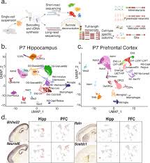 Protter is also linked from a number of tools and databases A Spatially Resolved Brain Region And Cell Type Specific Isoform Atlas Of The Postnatal Mouse Brain Nature Communications