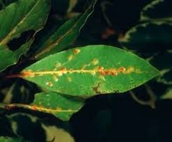 Image result for puklice na orchideích obrázek