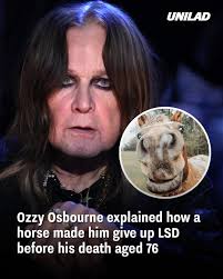 These good boys are all ready for Christmas 😍🎄