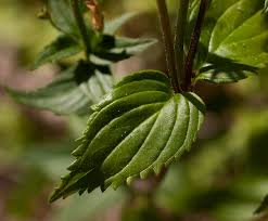 Image result for Nemesia zimbabwensis