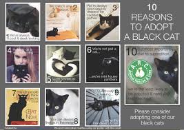 We volunteer in scotland to rehome rescued kittens and cats and give them a safe home here. Black Cats Animal Rescue And Care