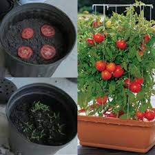 Tanam pokok buah dalam pasu. Jom Tanam Pokok Tomato Dalam Pasu Blog Santai Santai Jerr