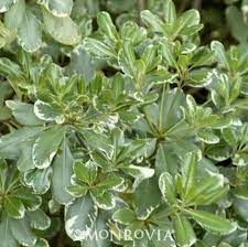 Mock orange sweet english dogwood philadelphus coronarius shrub flower jocad (20 seeds). Variegated Mock Orange