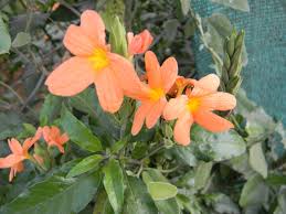 Image result for Crossandra nilotica