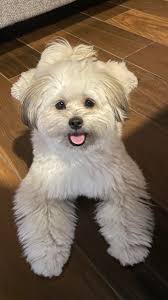 Bukowski at Jay Peak Resort ft. Iza-M 10 years old and Mom #raisedjay  #jaypeak #jaypeakresort