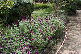 Image result for Gomphrena globosa