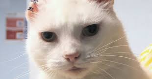 Squamous Cell Carcinoma Cats Pdsa