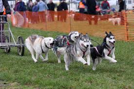 Im steckbrief bekommt ihr infos zur herkunft, zum wesen und zur haltung. Husky Beschaftigen Meinhusky De