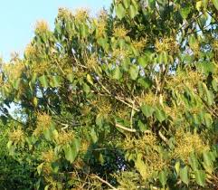 Image result for Macaranga mellifera