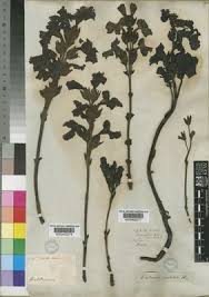 Image result for Harveya alectroides