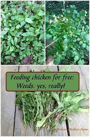Free choice is the preferred way to feed herbs to your chickens, just like fresh greens, the chickens will pick and choose what they want and like and eat as much as they need. Free Feed Weeds Yes Really Murano Chicken Farm