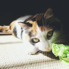 And some cats move on to eating stranger items such as shoelaces, paper, plastic goods like grocery bags and shower curtains, and even electrical divert your cat's need to chew toward safer, more appropriate things like cat toys inside which you can hide an edible treat or some other appealing item. Why Cats Eat And Chew On Plastic