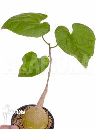 Image result for Pyrenacantha