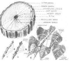 Unless a leaning or grossly unsymmetrical tree is going to be of some advantage to your drawing, you would benefit from first studying trees and their growth habits to learn the basic. How To Draw Trees Bark Twigs Leaves And Foliage Drawing Tutorial Page 2 Of 2 How To Draw Step By Step Drawing Tutorials Tree Drawing Realistic Drawings Drawing Tutorial