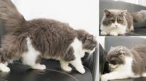 You have just read the article entitled kucing anggora abu abu putih kecil. Jual Kucing Persia Murah Warna Abu Abu Putih Youtube