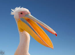 The brown pelican, on the. Pelican Taxonomy Habitat Description Facts Britannica