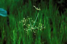 Image result for Cyperus haspan