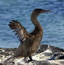 Bird With Blue Feet These Birds Are Great Swimmers With Strong Webbed Feet That Make Them Fantastic On And Inside The Water They Live Near The Shores Where They Have Full Acc
