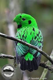Big Birds With White Heads Oriental Bird Club Image Database Photographers Whitehead S Broadbill Calyptomena Whiteheadi Beautiful Birds Animals Beautiful Animals